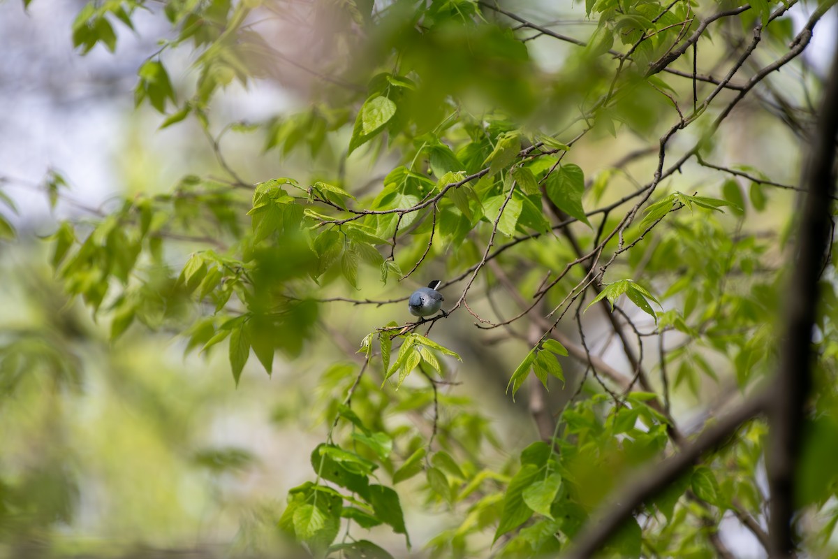 Blue-gray Gnatcatcher - Kevin ODonnell