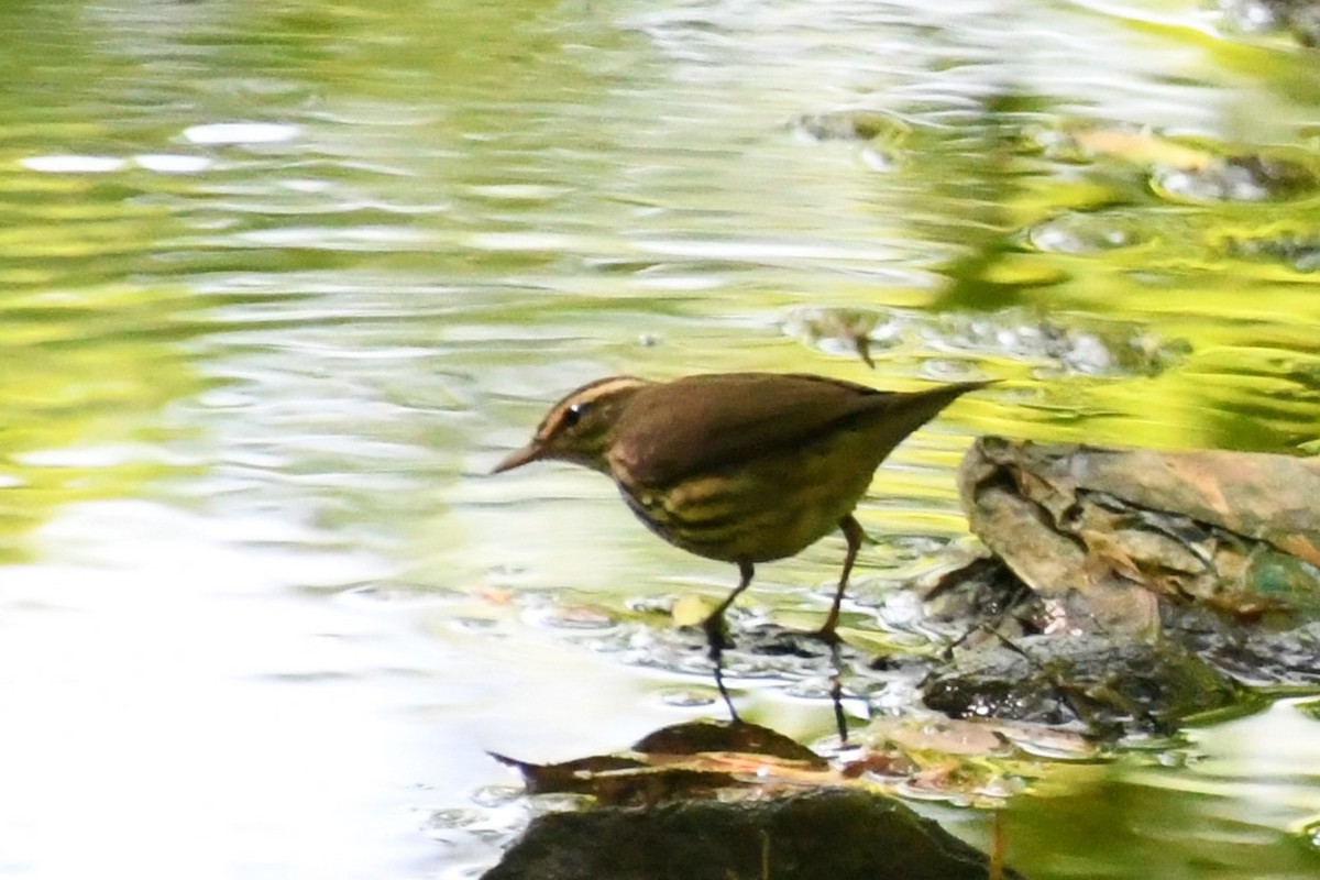 Northern Waterthrush - ML618095882