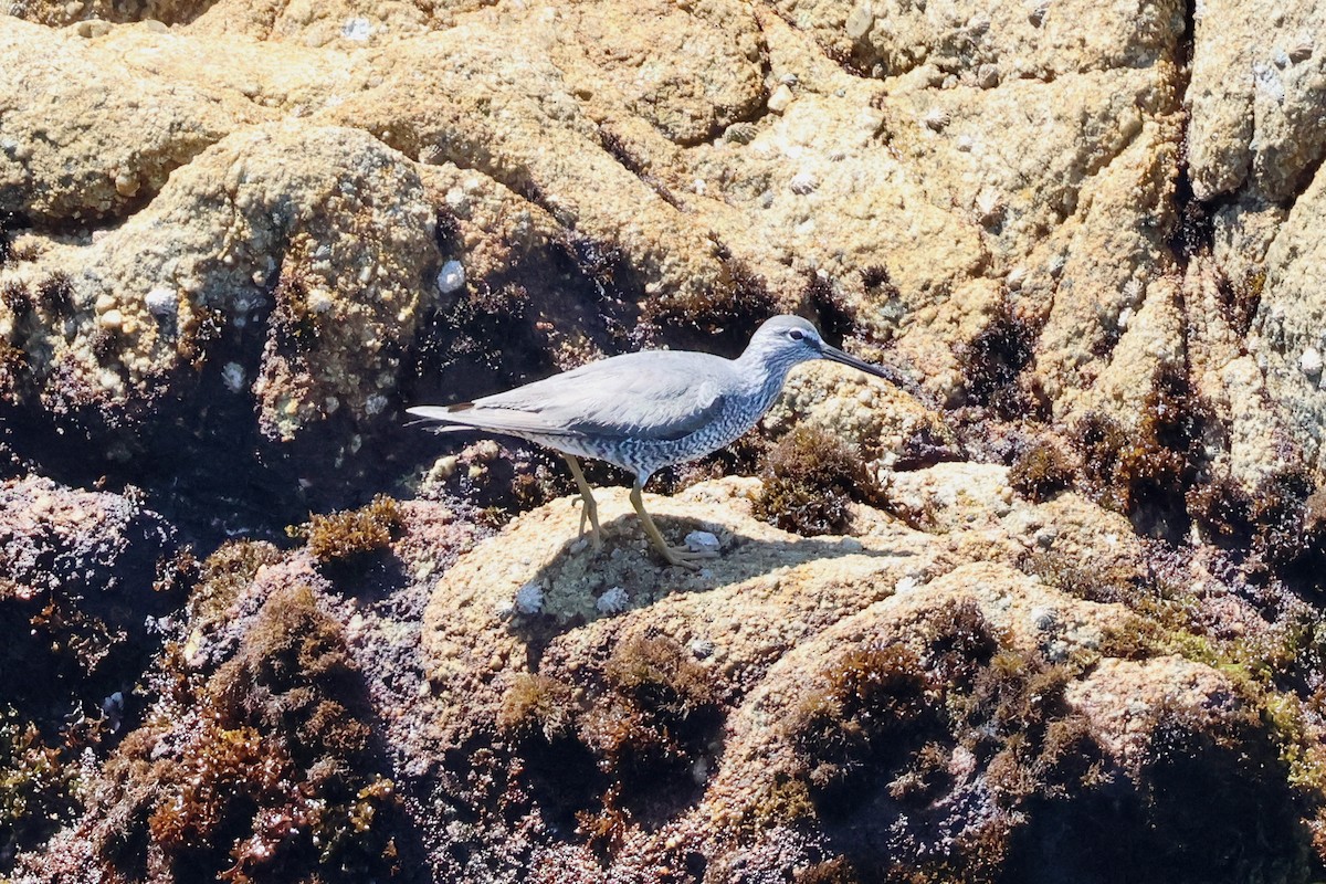 Wandering Tattler - Paul Gorday