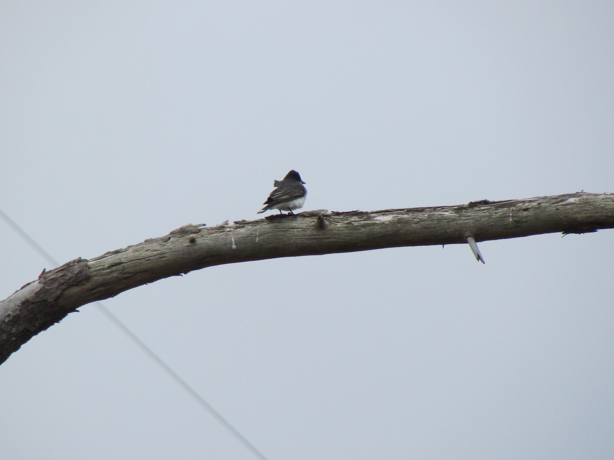 Eastern Kingbird - ML618095942