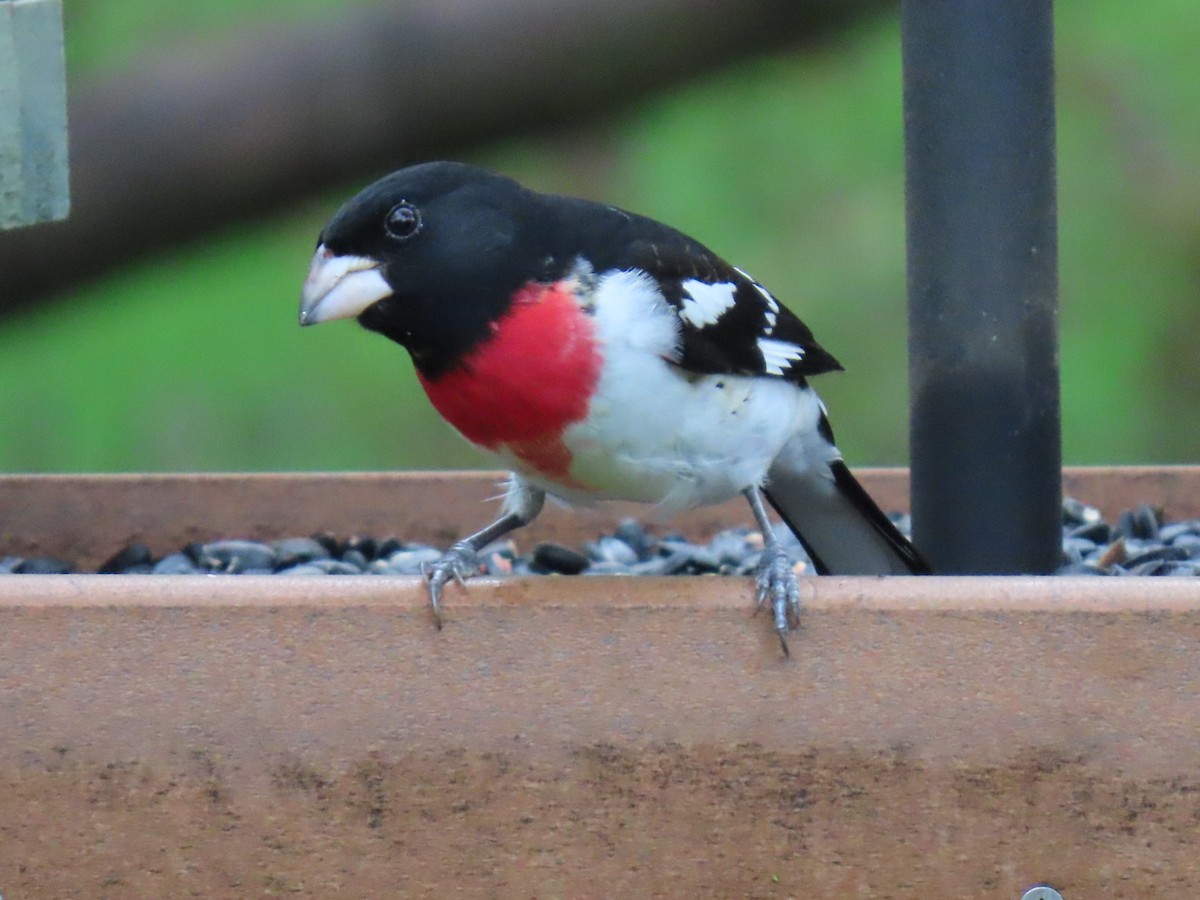 Rose-breasted Grosbeak - Ann Letzel