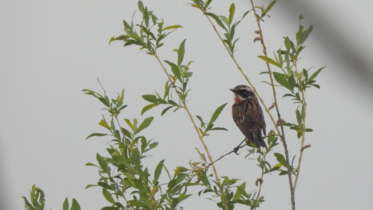 Whinchat - ML618095958