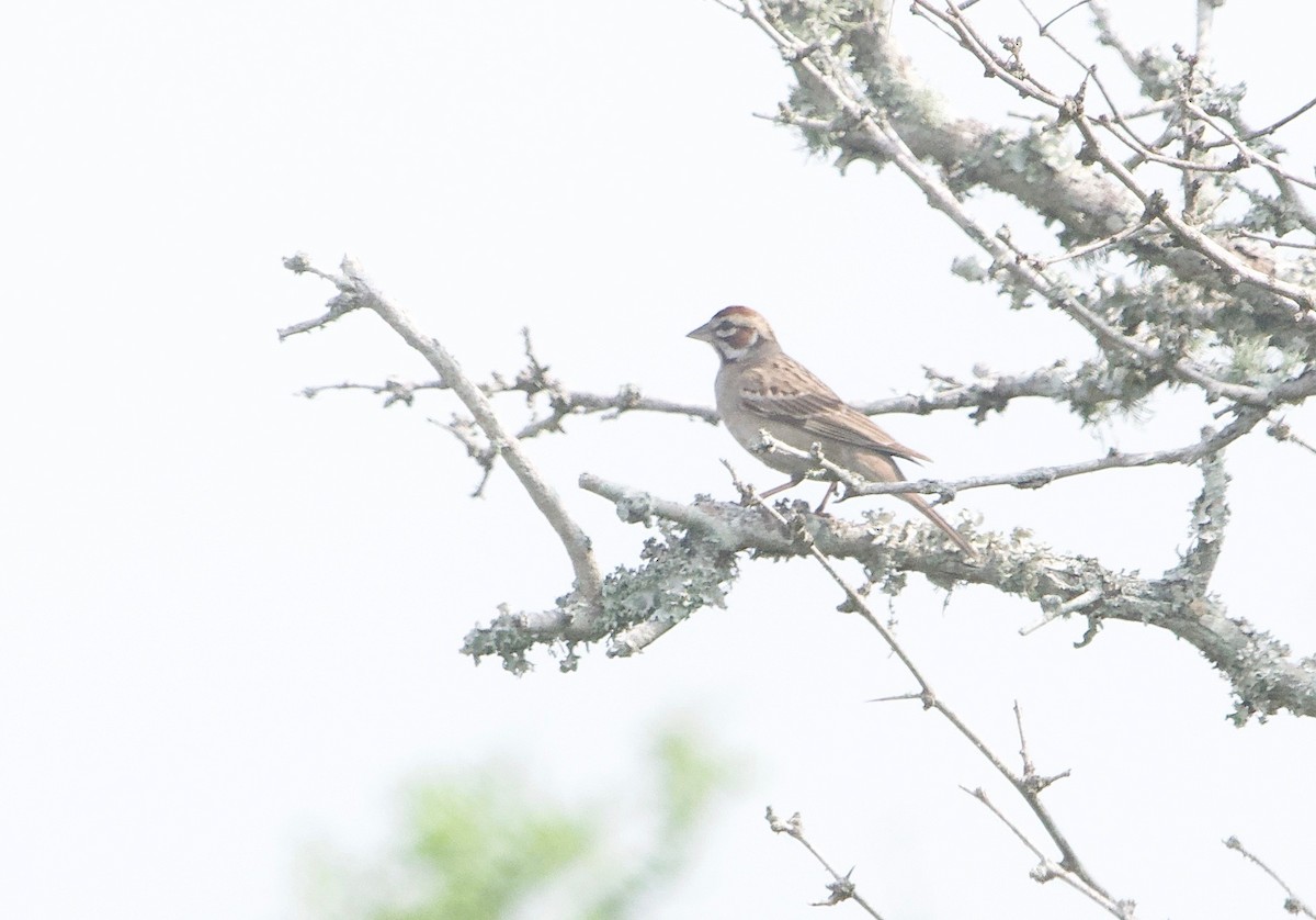 Lark Sparrow - Gautam Apte