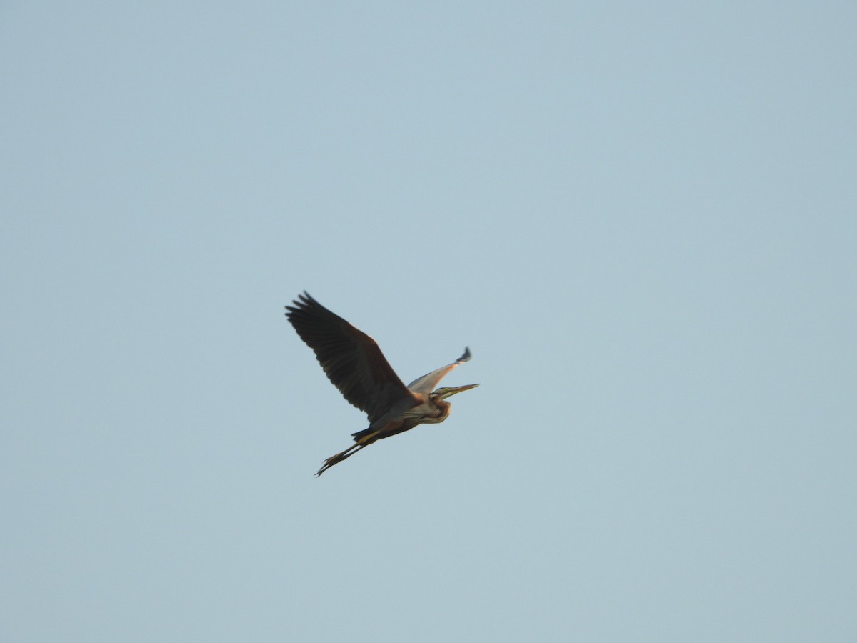 Purple Heron - ML618096030