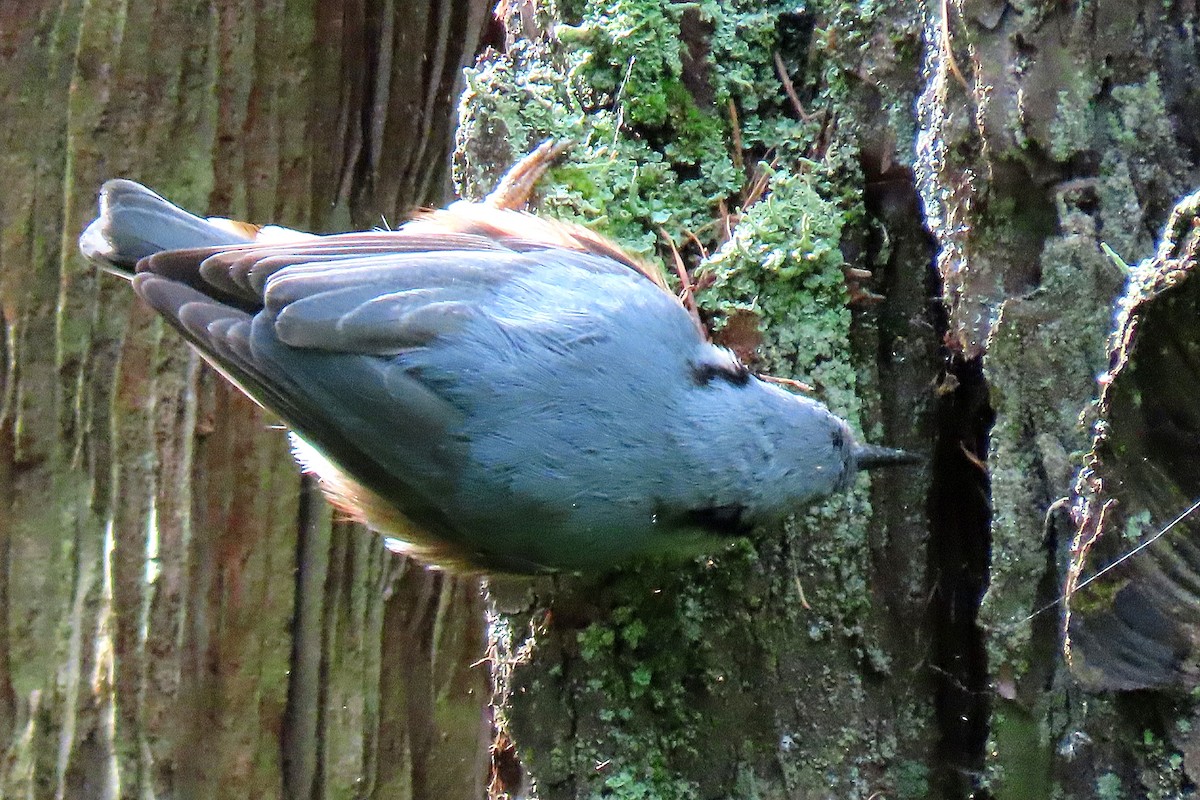 Eurasian Nuthatch - Luís Manuel Silva