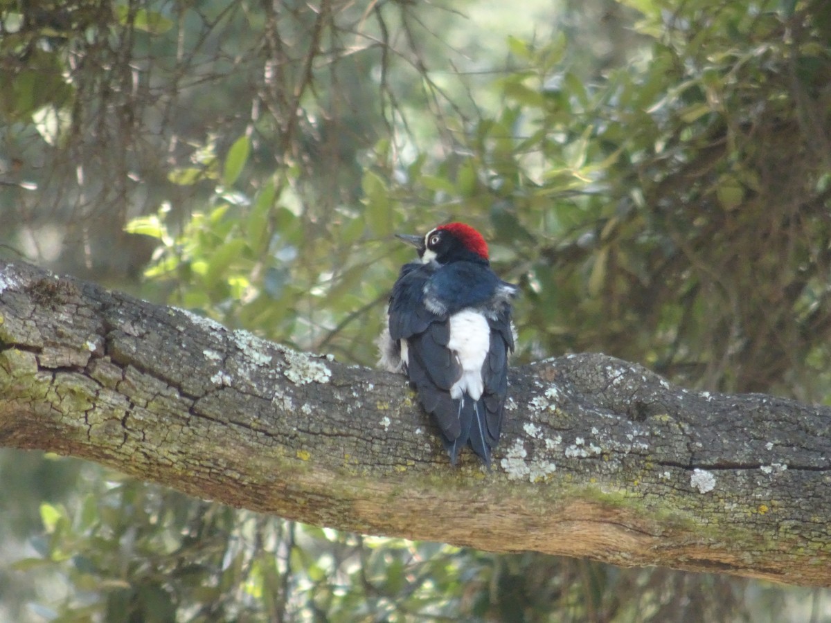 Acorn Woodpecker - ML618096067