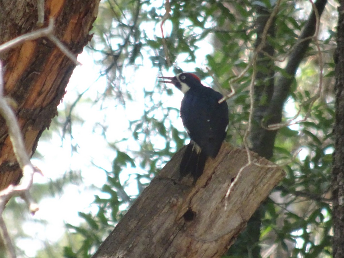 Acorn Woodpecker - ML618096074