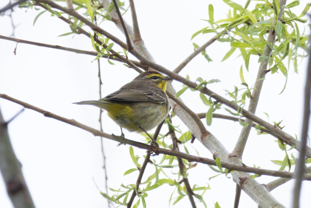 Palm Warbler - Tobin Brown