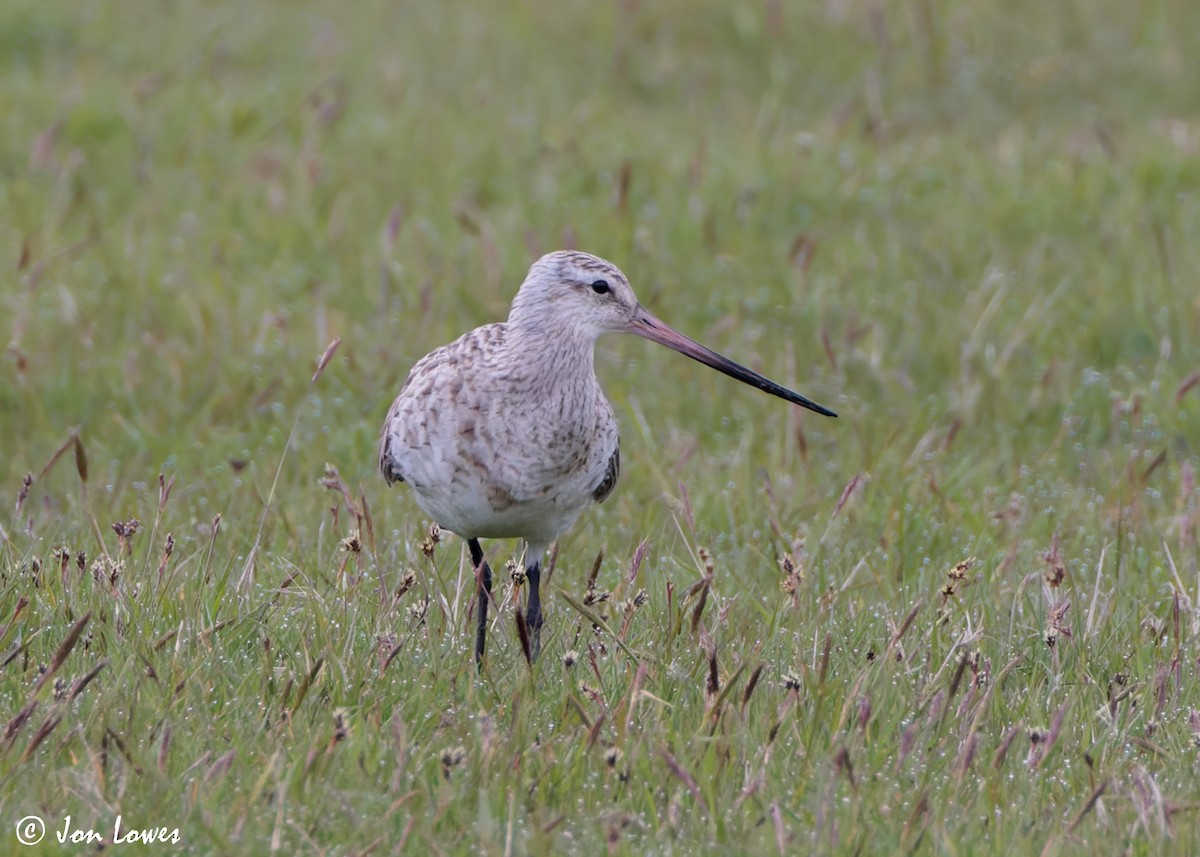 Bar-tailed Godwit (European) - ML618096085