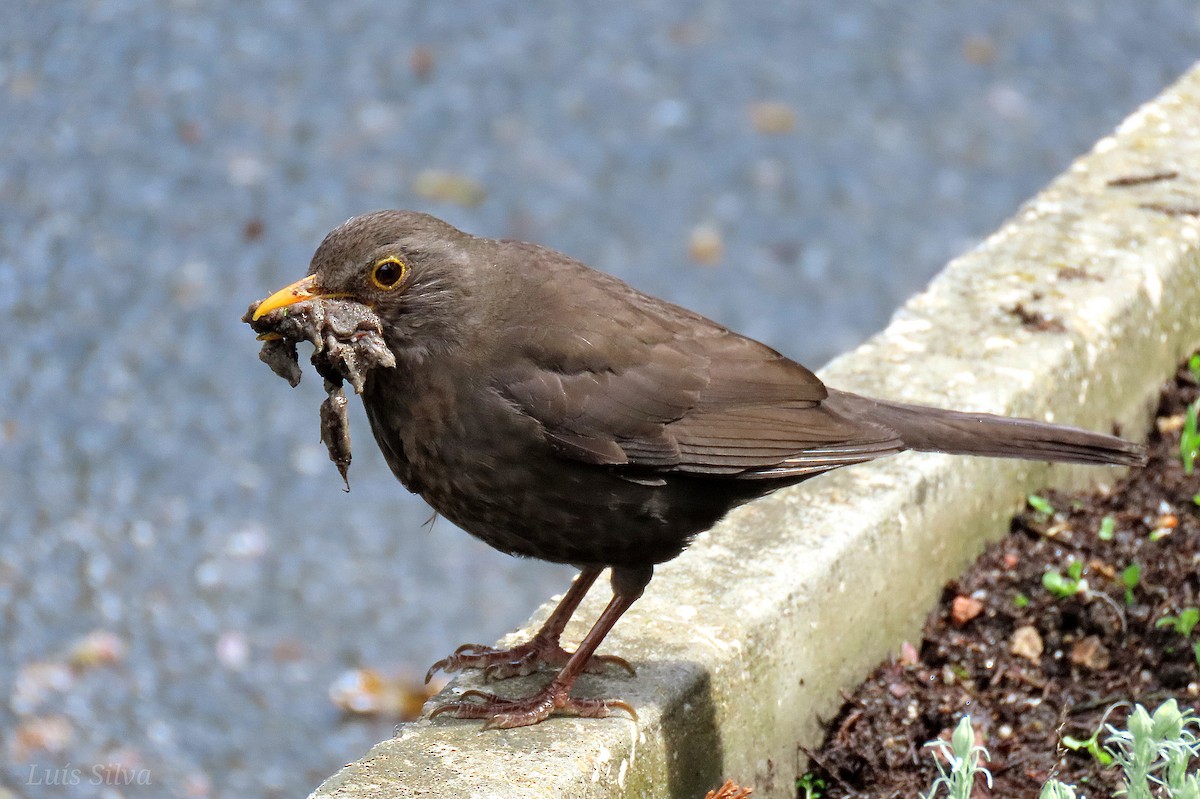 Eurasian Blackbird - Luís Manuel Silva