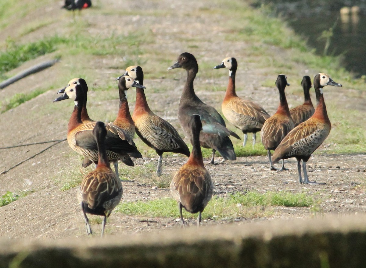 White-faced Whistling-Duck - Miguel  Magro