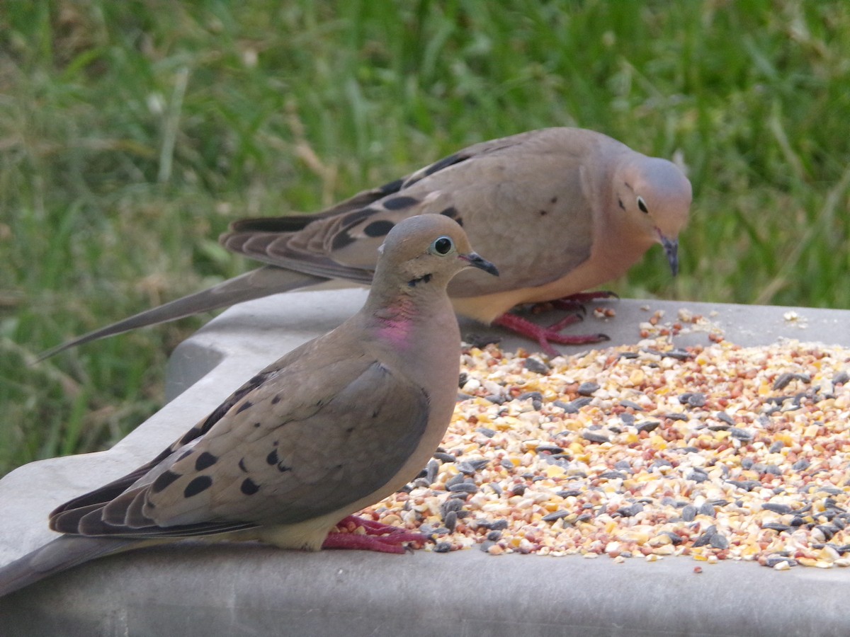 Mourning Dove - Texas Bird Family