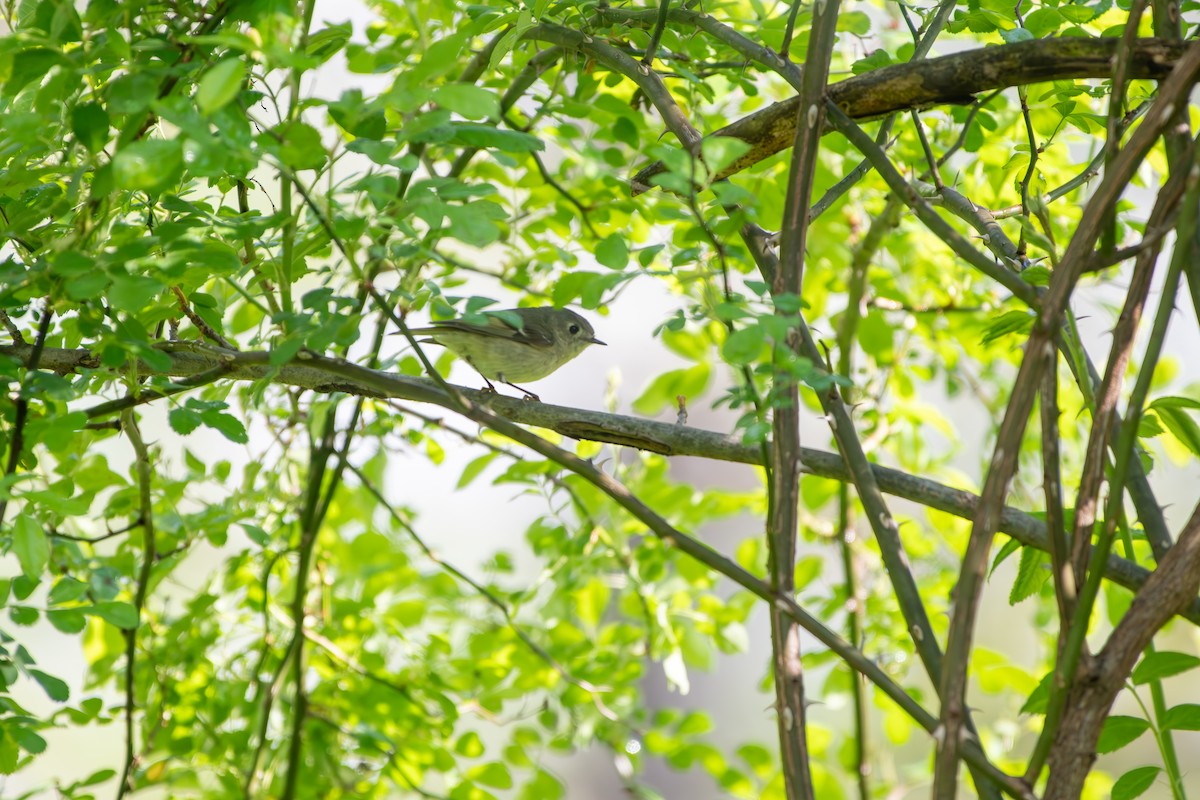 Ruby-crowned Kinglet - Kevin ODonnell