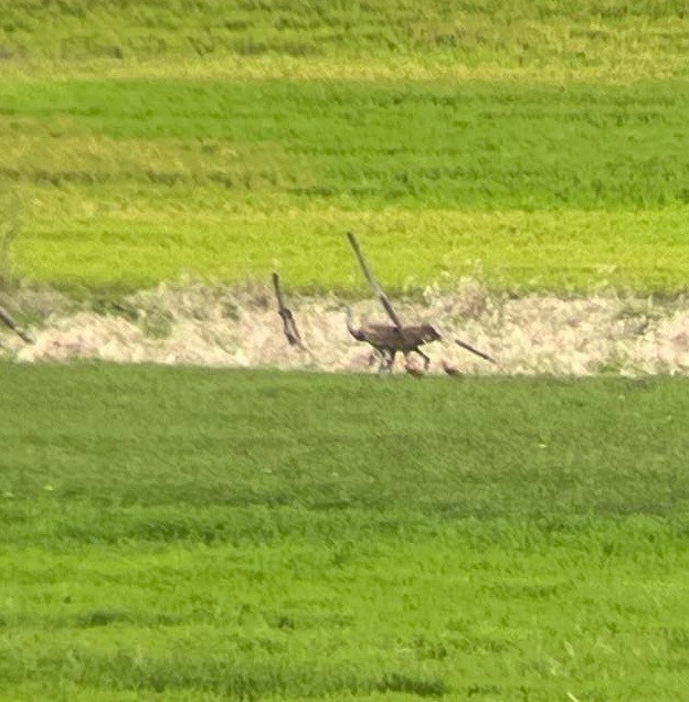 Sandhill Crane - Diana Komjati