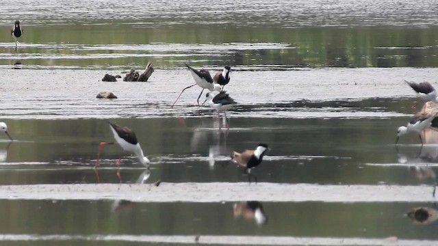 Spur-winged Lapwing - ML618096189