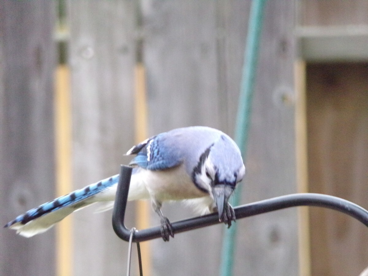 Blue Jay - Texas Bird Family