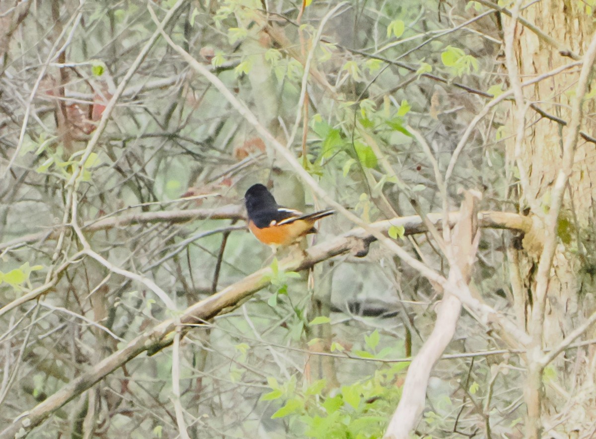 Eastern Towhee - Patricia Rettig