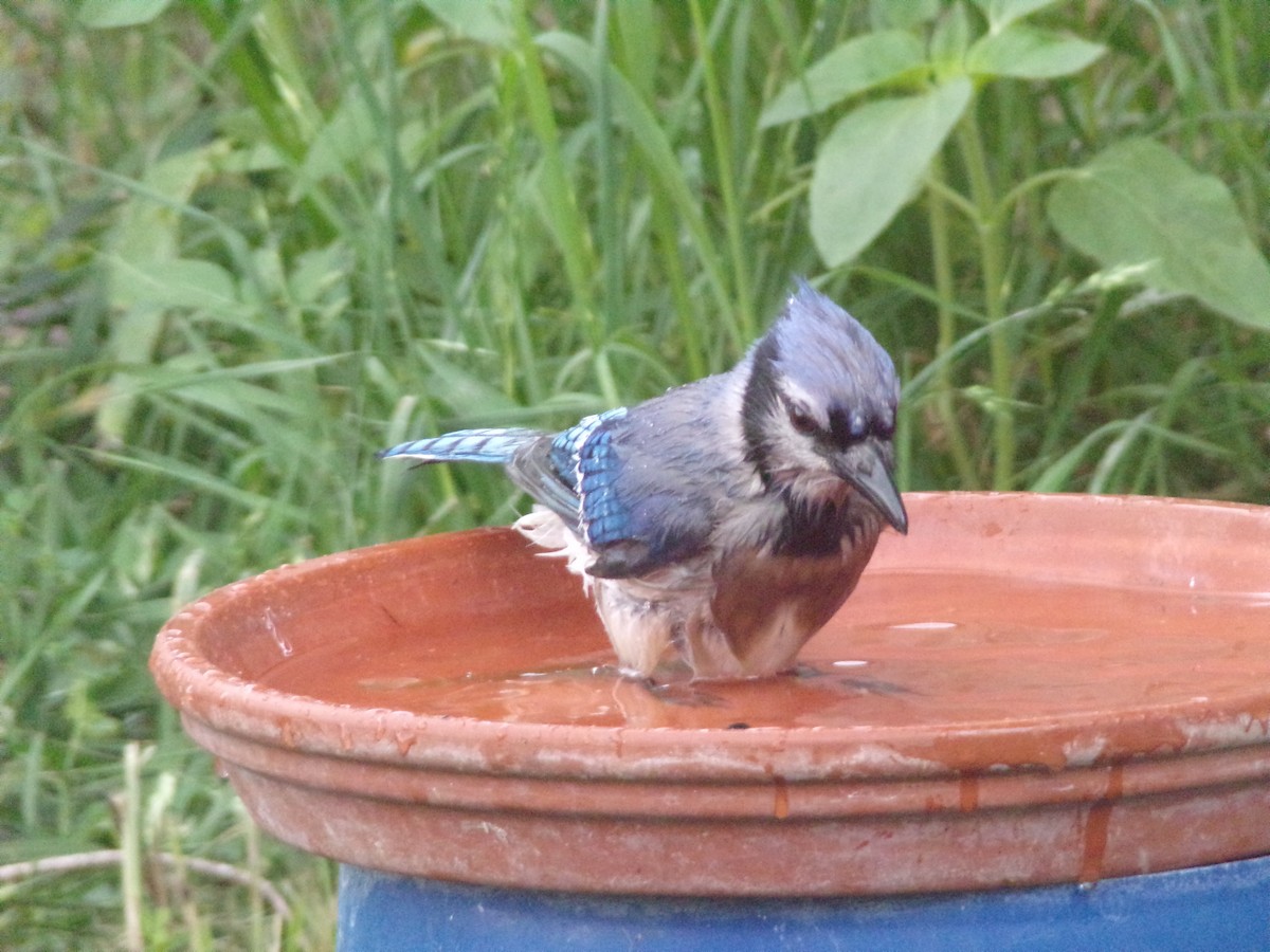 Blue Jay - Texas Bird Family