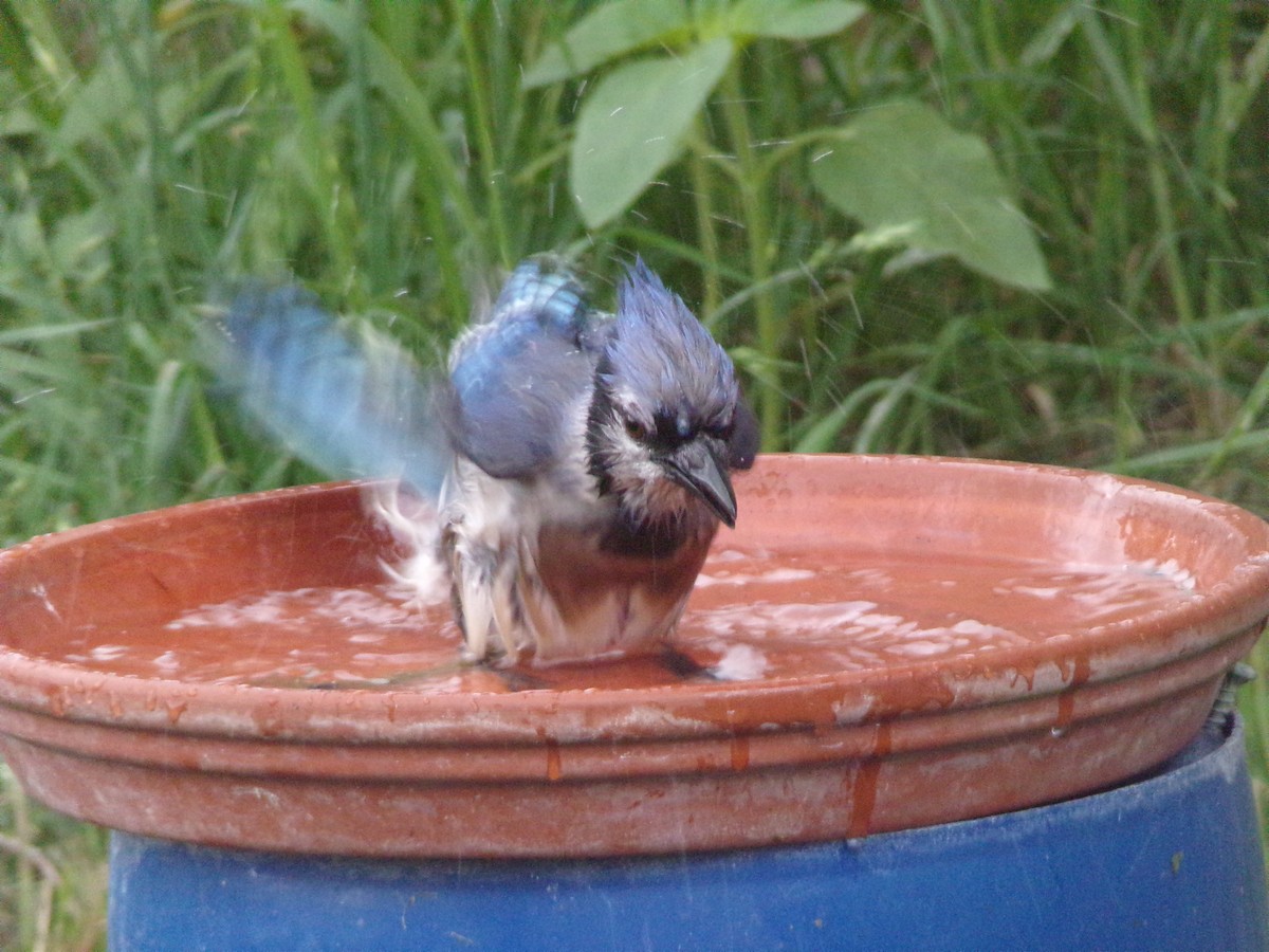 Blue Jay - Texas Bird Family