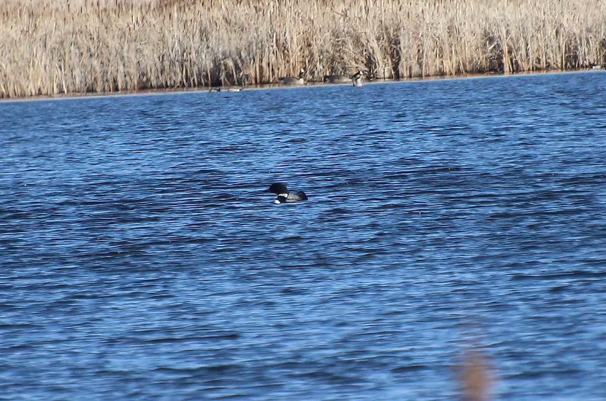 Common Loon - ML618096207