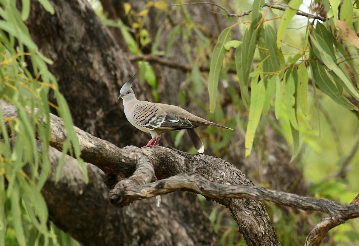 Crested Pigeon - Sabine Decamp