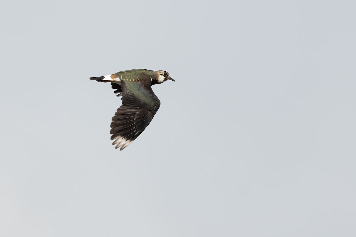 Northern Lapwing - Harald Dahlby