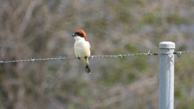 Woodchat Shrike - ML618096283