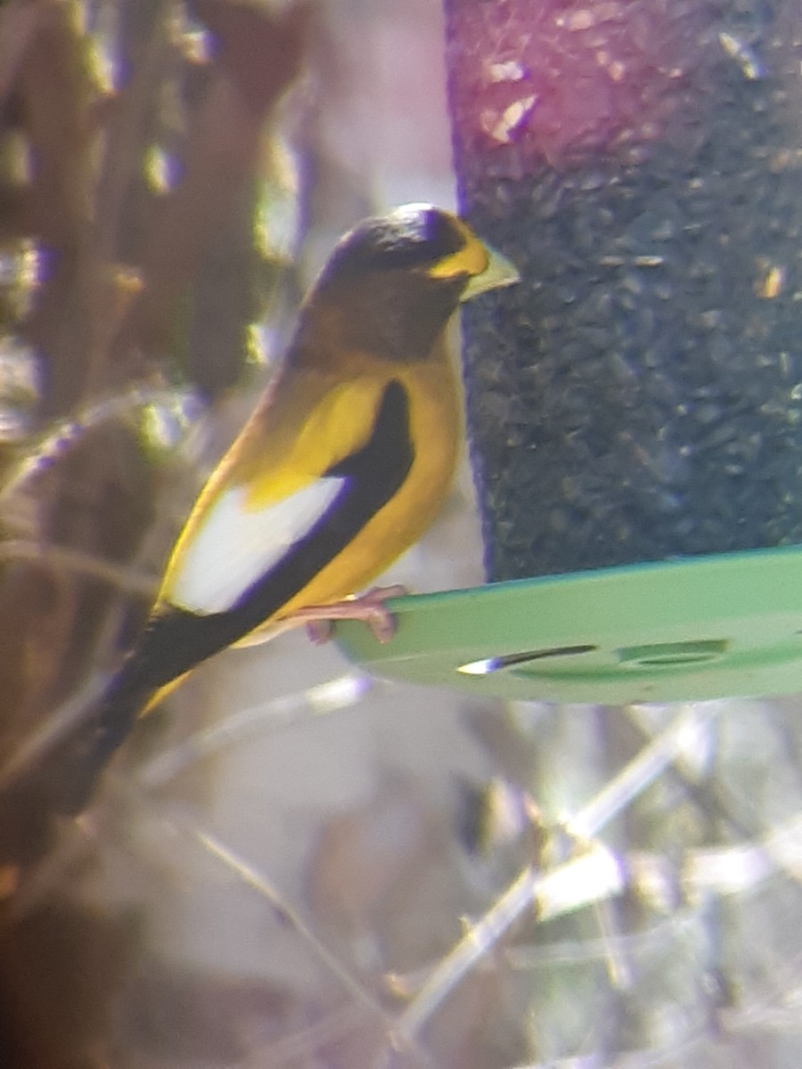 Evening Grosbeak - élaine bouchard