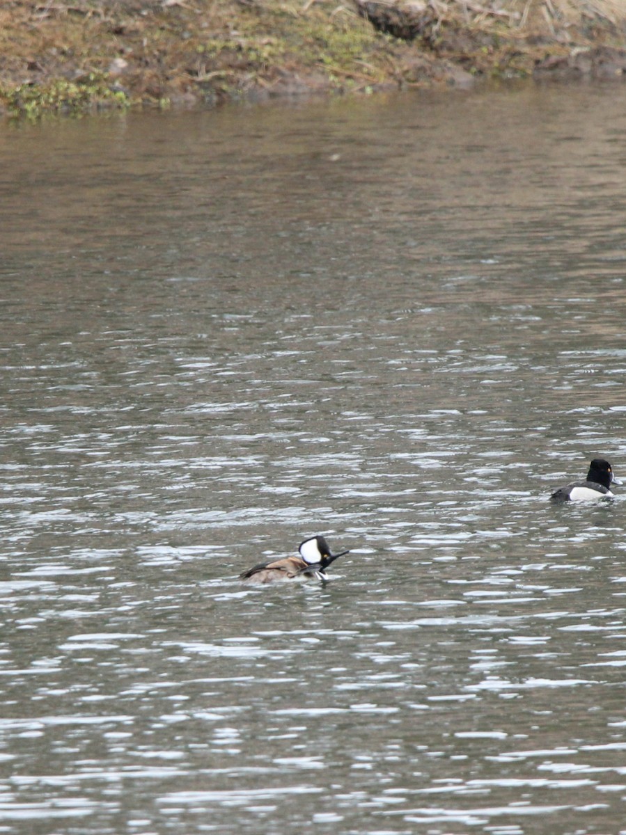 Hooded Merganser - Karine  St-Onge