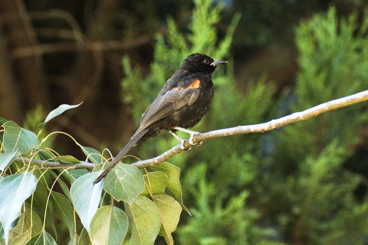 Variable Oriole - Sergio Cravero