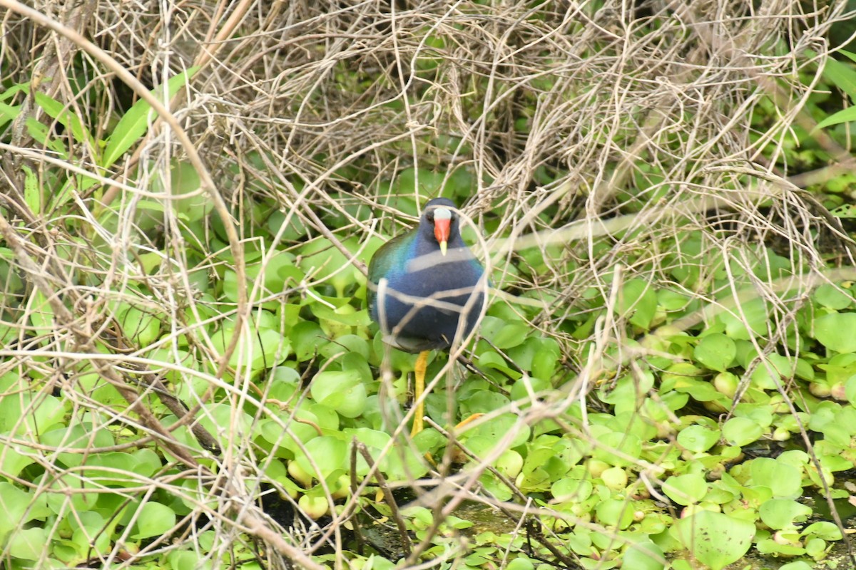 eBird Checklist - 28 Apr 2024 - Cullinan Park, Sugar Land (UTC 095 ...
