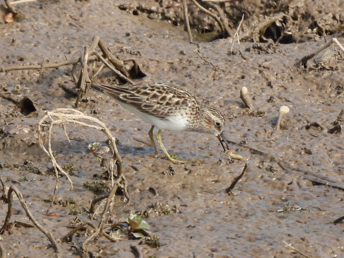 Least Sandpiper - ML618096309