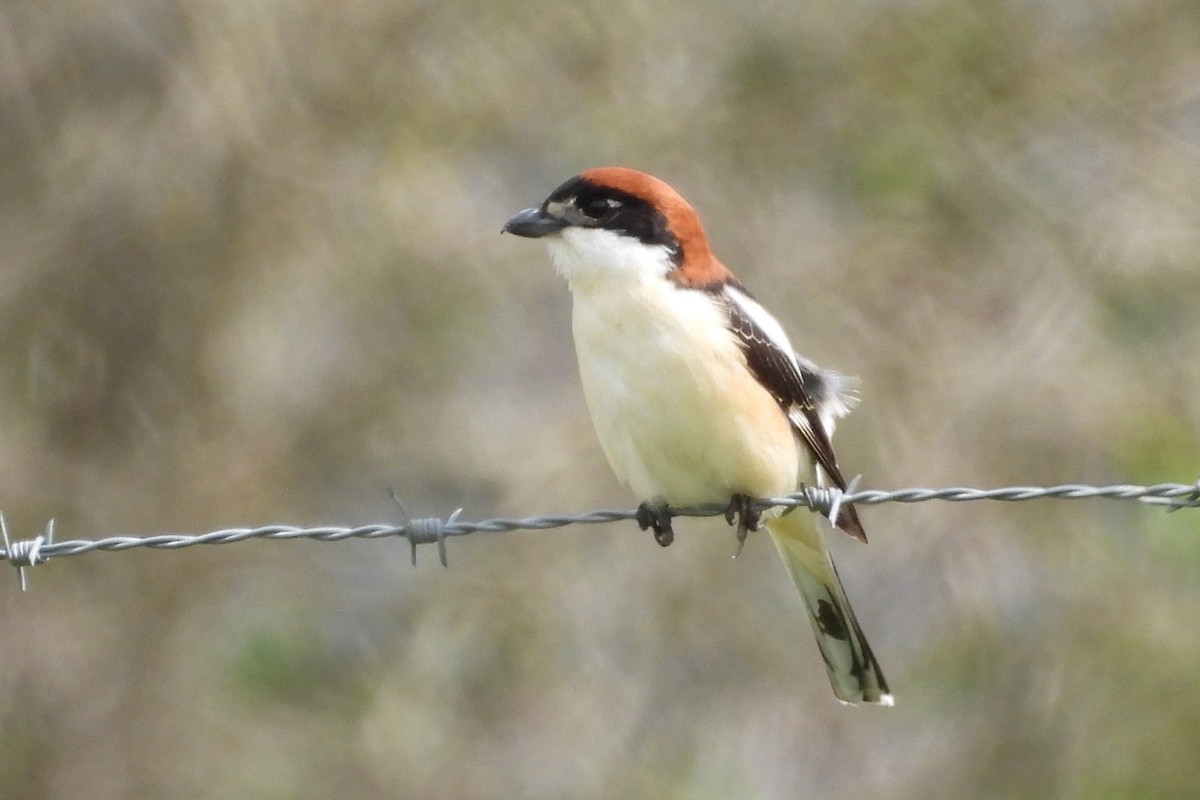 Woodchat Shrike - ML618096334