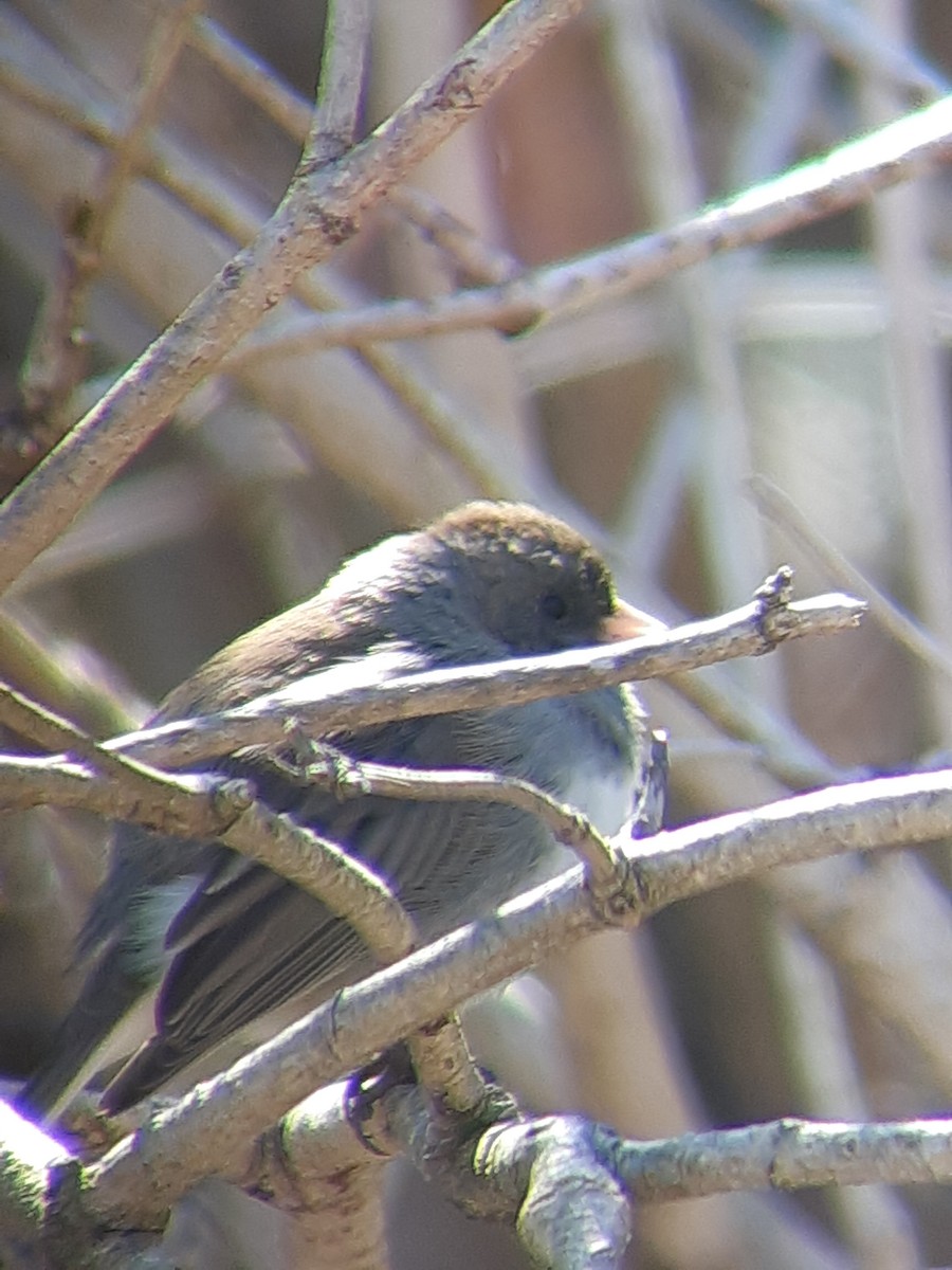 Dark-eyed Junco - ML618096351