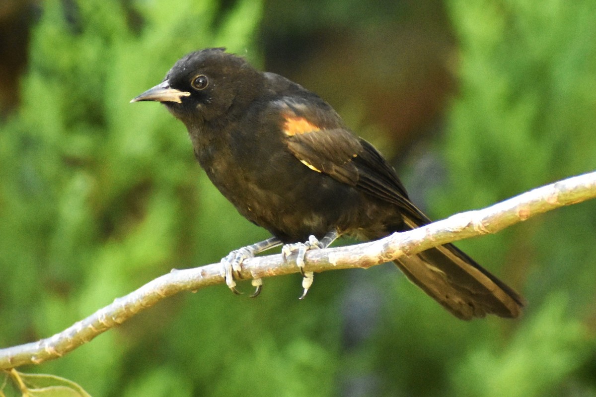 Variable Oriole - Sergio Cravero