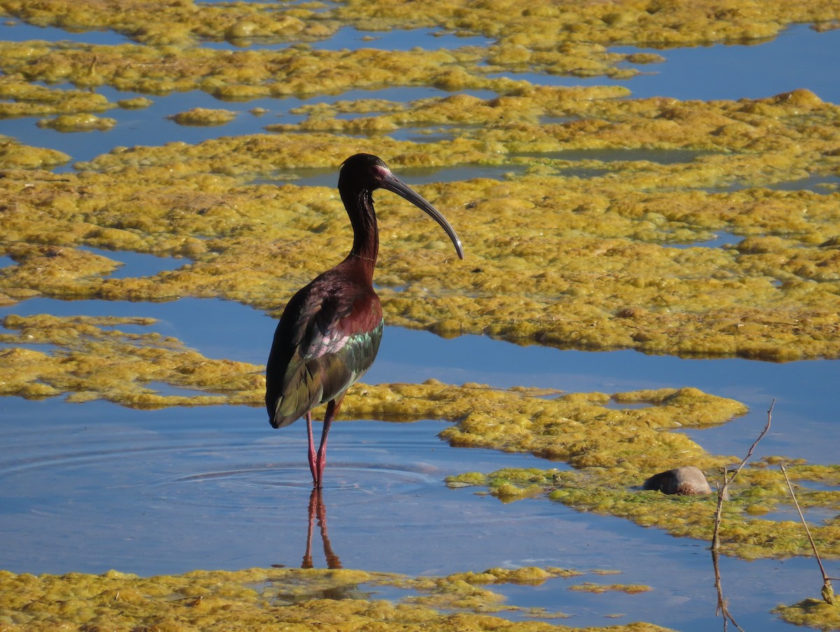 Ibis à face blanche - ML618096393