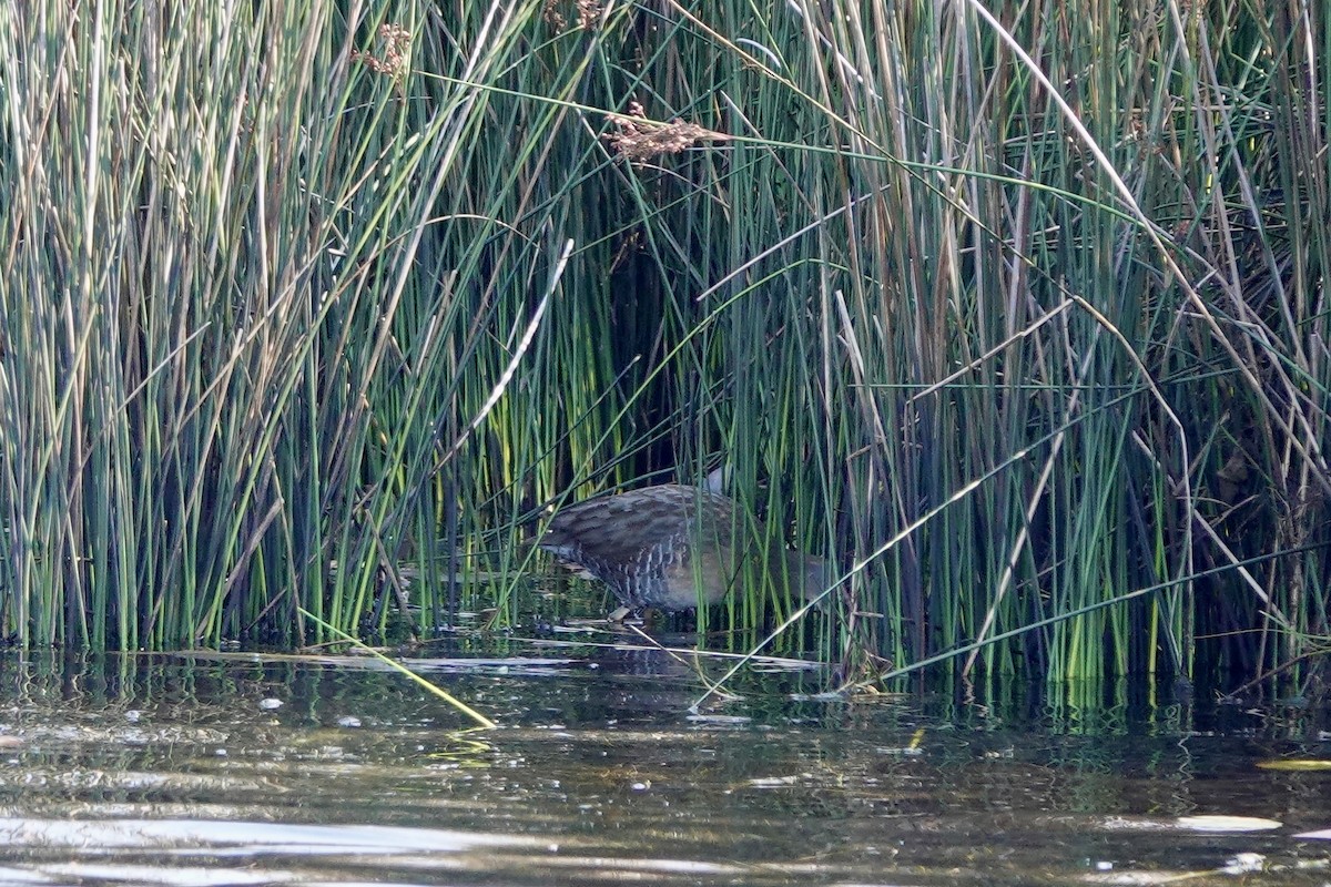 Clapper Rail - ML618096397