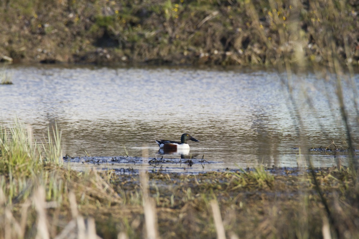 Northern Shoveler - Ivan Abramov