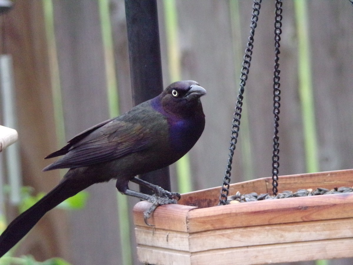 Common Grackle - Texas Bird Family