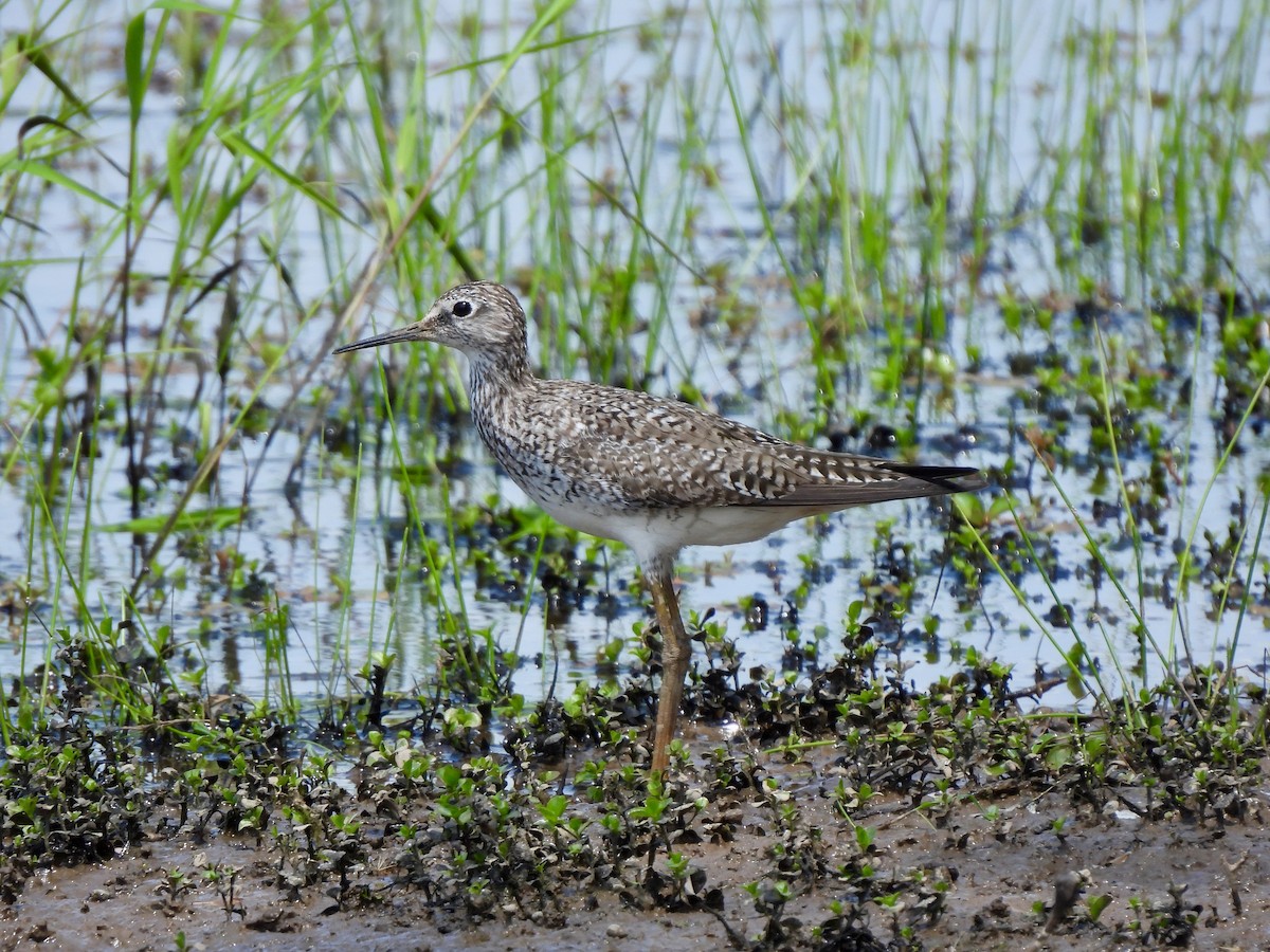 Lesser Yellowlegs - ML618096453