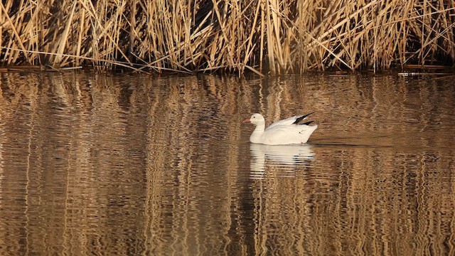 Snow Goose - ML618096467