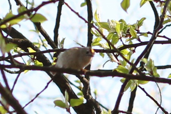 Goldcrest (European) - ML618096473