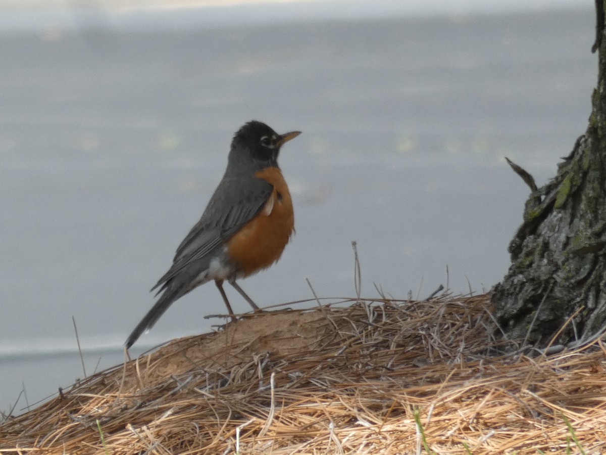 American Robin - ML618096483