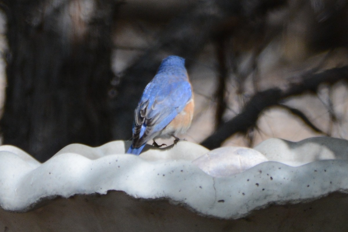 Eastern Bluebird - Cathy Pasterczyk