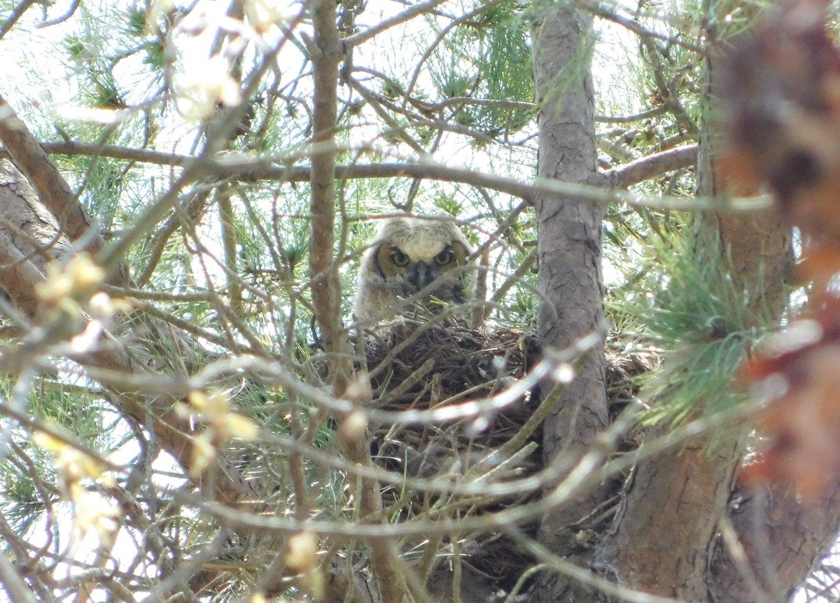 Great Horned Owl - Eddie Politz