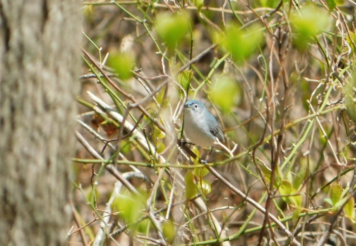 Blue-gray Gnatcatcher - Eddie Politz