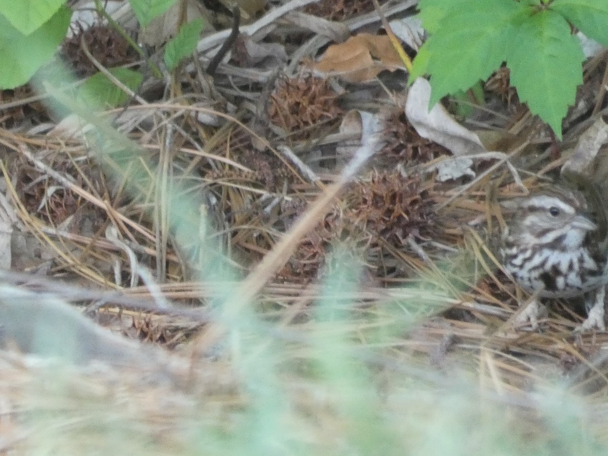 Song Sparrow - ML618096517