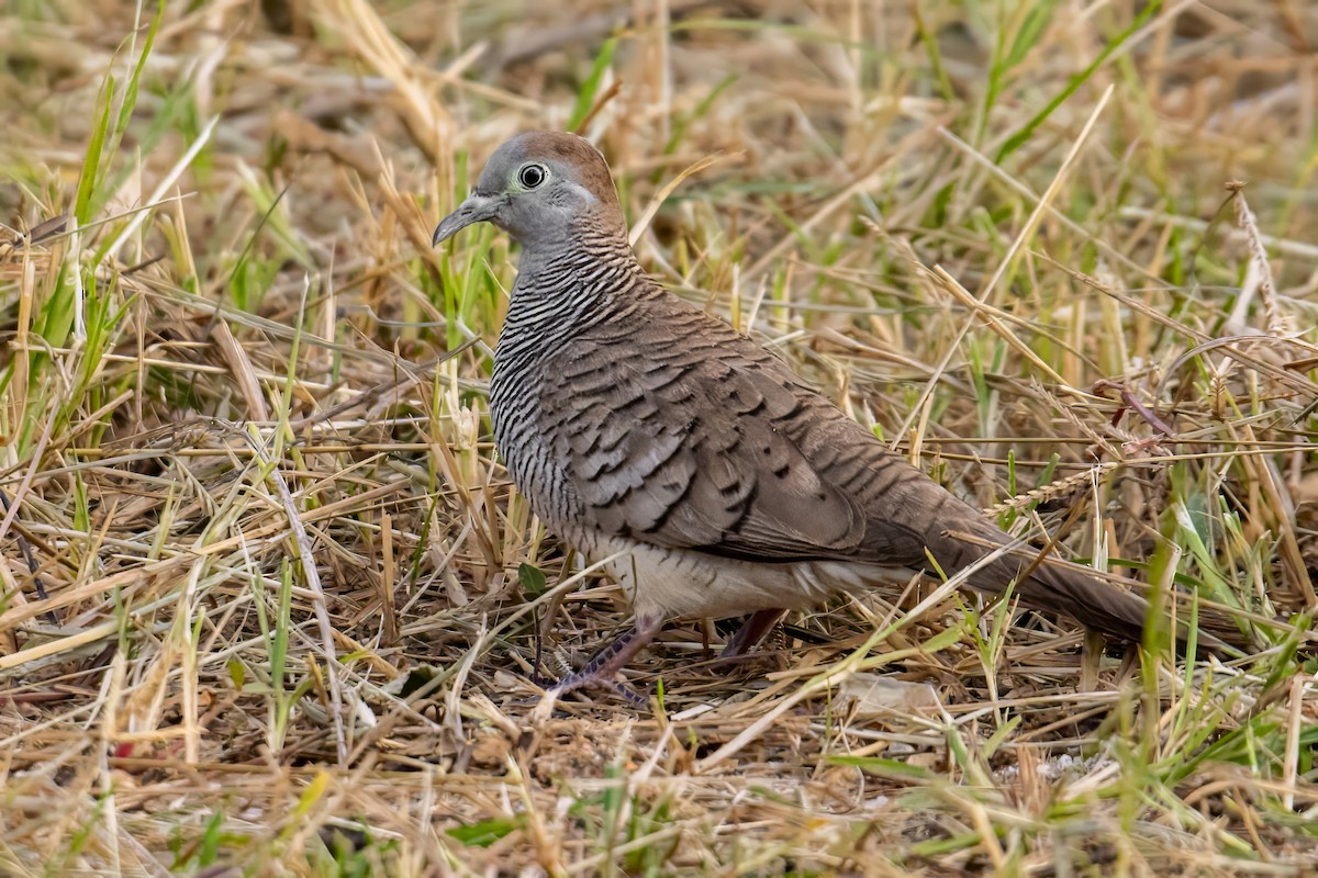 Zebra Dove - Dominic More O’Ferrall