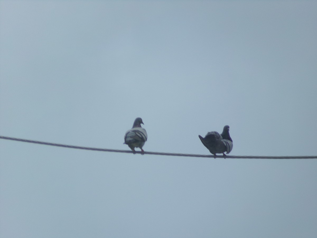 Rock Pigeon (Feral Pigeon) - Texas Bird Family