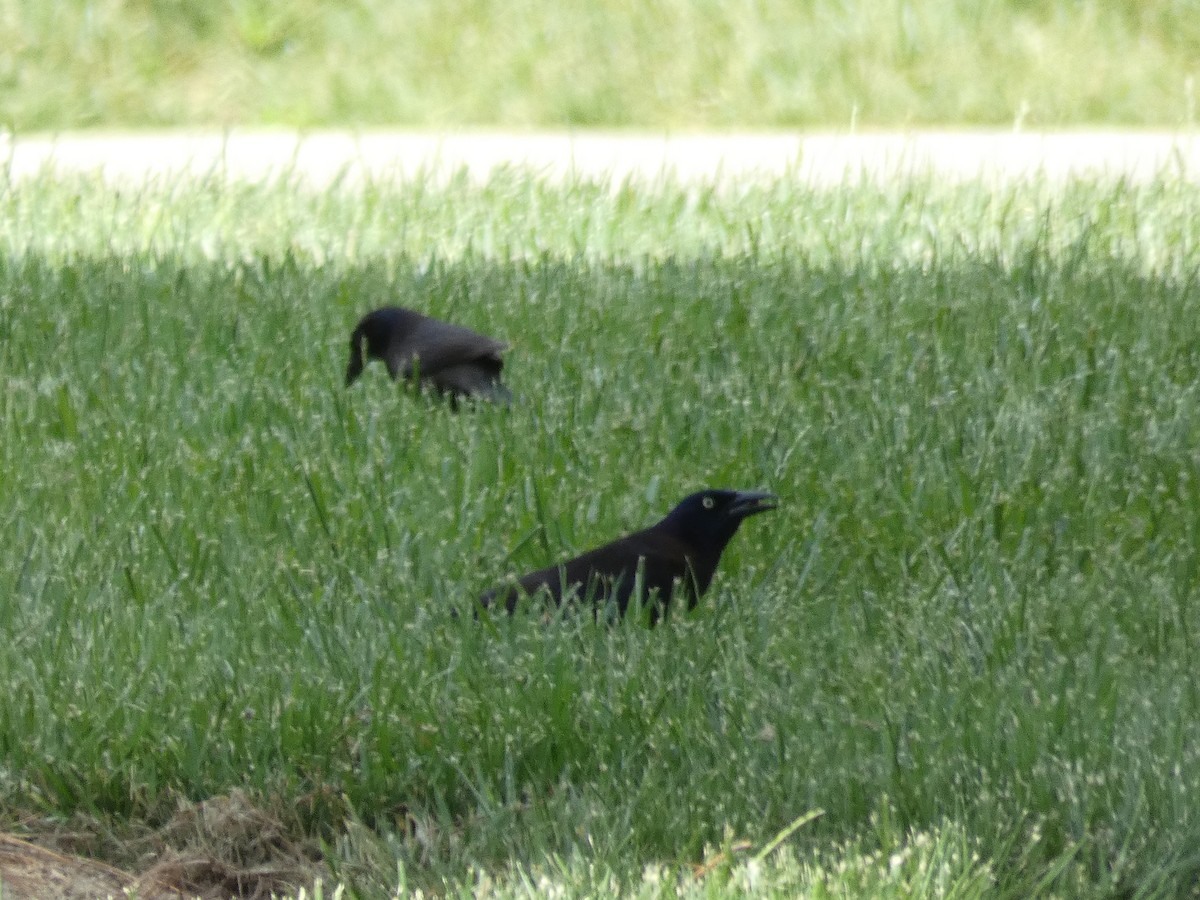 Common Grackle - Patrick Baines